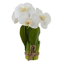 Цветочная композиция "Орхидея", L14 W14 H27 см оптом