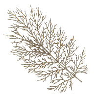 Изделие декоративное "Ветка", L15 W1 H70 см оптом